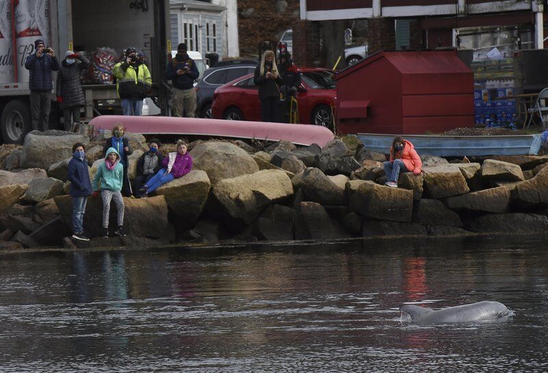 Dolphin makes rare winter appearance